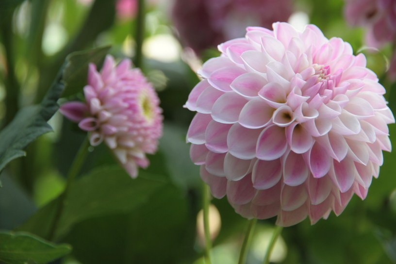 dahlias/Tahoma Kelli Pink garden, Dahlia, Rabbit proof garden